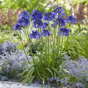 Agapanthus 'Blue Thunder' Perennial Bedding