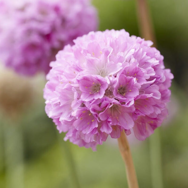 Armeria 'Daydream'