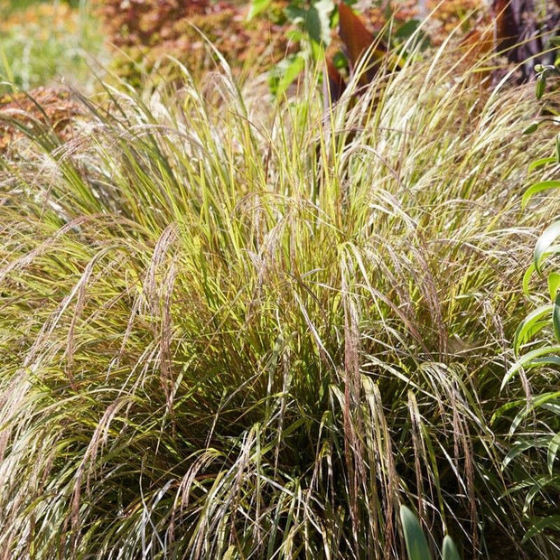 Stipa arundinacea