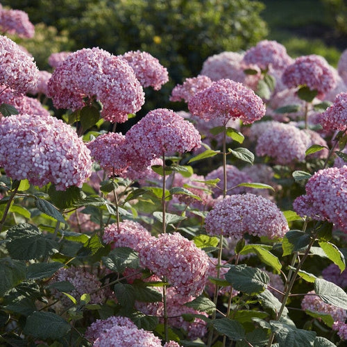 Hydrangea arborescens 'Pink Annabelle' Shrubs