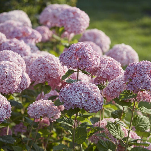 Hydrangea arborescens 'Sweet Annabelle' Shrubs