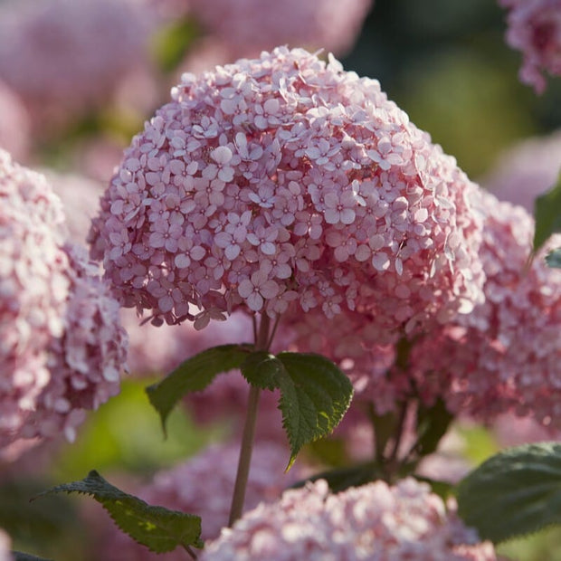 Hydrangea arborescens 'Sweet Annabelle' Shrubs