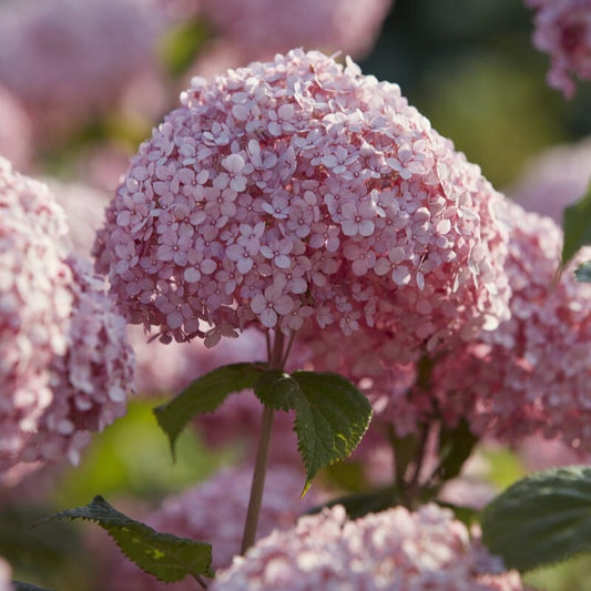 Hydrangea arborescens 'Sweet Annabelle' Shrubs
