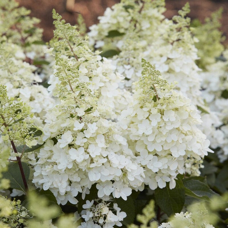 Hydrangea paniculata 'Candlelight' Shrubs