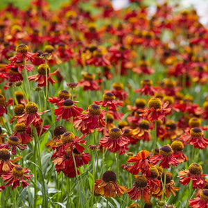 Sneezeweed | Helenium 'Moerheim Beauty' Perennial Bedding