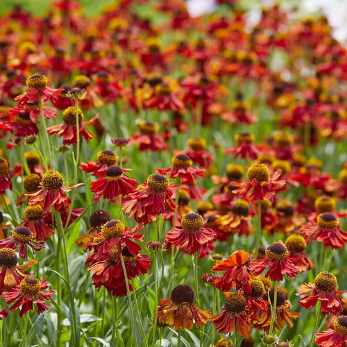 Sneezeweed | Helenium 'Moerheim Beauty' Perennial Bedding