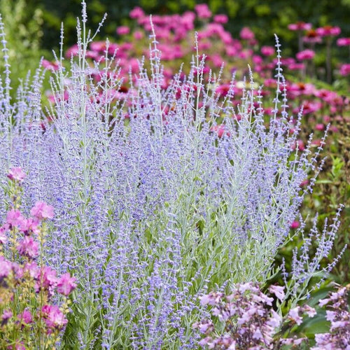 Perovskia 'Little Spire' Perennial Bedding