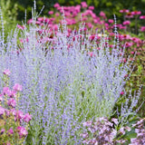 Perovskia 'Little Spire' Perennial Bedding