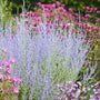 Perovskia 'Little Spire' Perennial Bedding