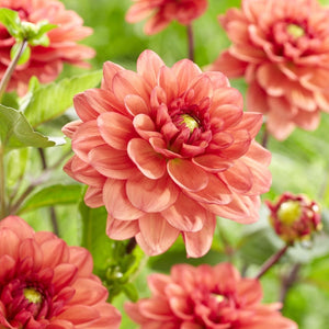 Dahlia 'Orange Girl' Perennial Bedding