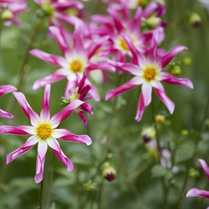 Dahlia 'Honka Pink' Perennial Bedding