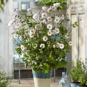 Anemone Frilly Knickers Perennial Bedding