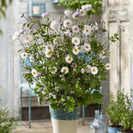 Anemone Frilly Knickers Perennial Bedding