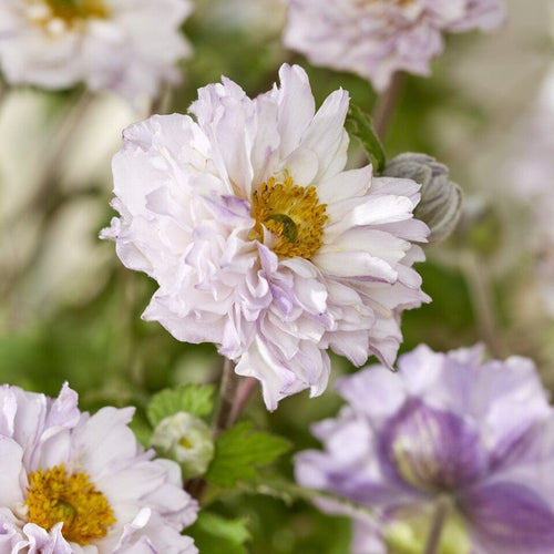 Anemone Frilly Knickers Perennial Bedding