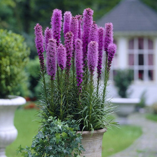 Button Snakewort | Liatris spicata Perennial Bedding