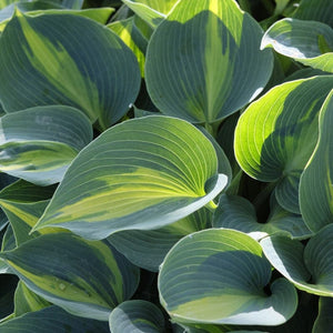 Hosta 'Catherine'