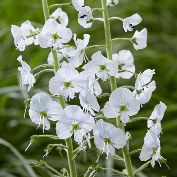 Veronica gentianoides Perennial Bedding
