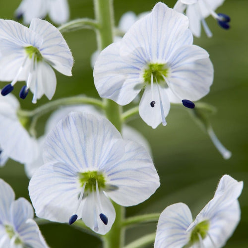 Veronica gentianoides Perennial Bedding