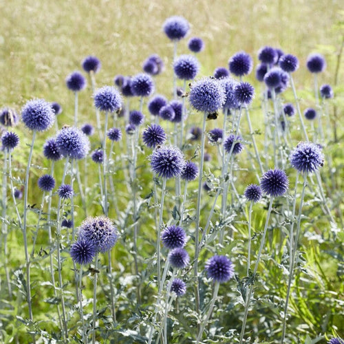 Echinops ritro 'Veitch's Blue' Perennial Bedding