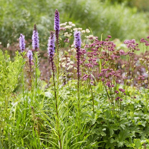 Button Snakewort | Liatris spicata Perennial Bedding