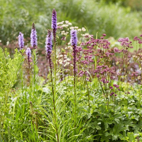 Button Snakewort | Liatris spicata Perennial Bedding