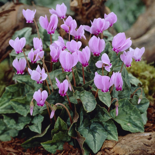 Cyclamen hederifolium 'Pink Rose' Perennial Bedding