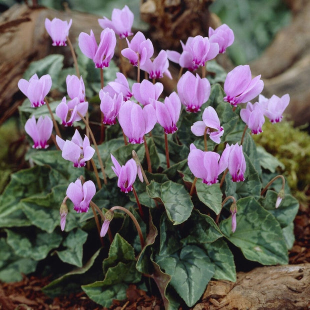 Cyclamen hederifolium 'Pink Rose' Perennial Bedding