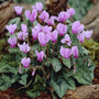 Cyclamen hederifolium 'Pink Rose' Perennial Bedding