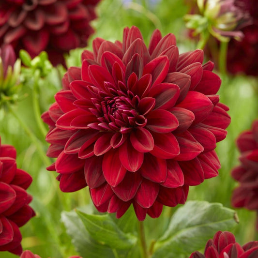 Dahlia 'Arabian Night' Perennial Bedding