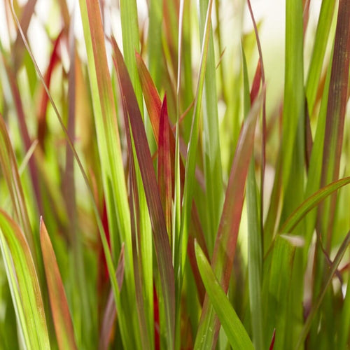 Japanese Blood Grass | Imperata cylindrica 'Red Baron' Perennial Bedding