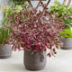 Cornus alba 'Miracle'® Shrubs