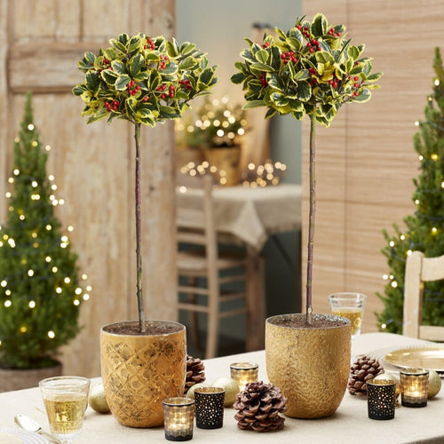 Patio Holly Tree | Ilex × altaclerensis 'Golden King' Shrubs