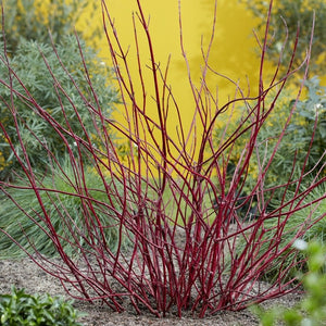 Cornus alba 'Miracle'® Shrubs