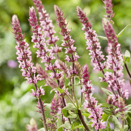 Salvia 'Caradonna Pink' Perennial Bedding