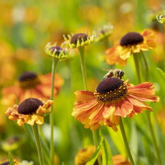 Sneezeweed | Helenium 'Sahin's Early Flowerer' Perennial Bedding