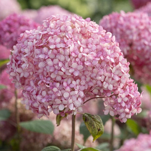 Hydrangea arborescens 'Pink Annabelle' Shrubs