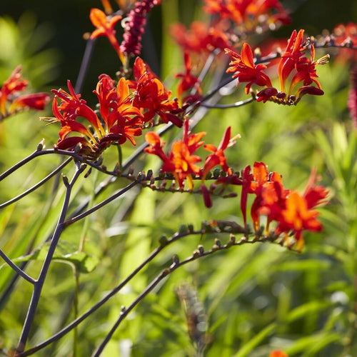 Crocosmia 'Lucifer' Perennial Bedding