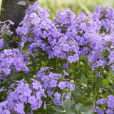 Phlox 'Blue Paradise' Perennial Bedding
