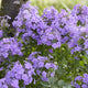 Phlox 'Blue Paradise' Perennial Bedding