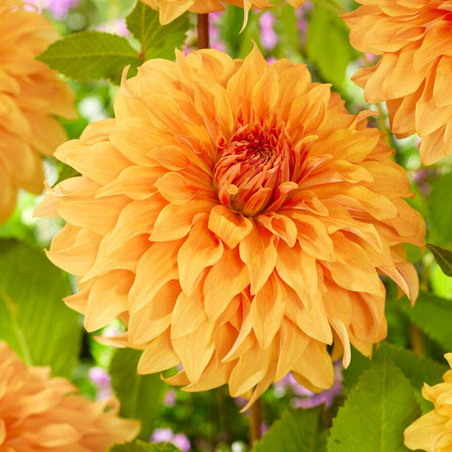 Dahlia Great Hercules Perennial Bedding