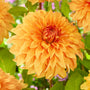 Dahlia Great Hercules Perennial Bedding