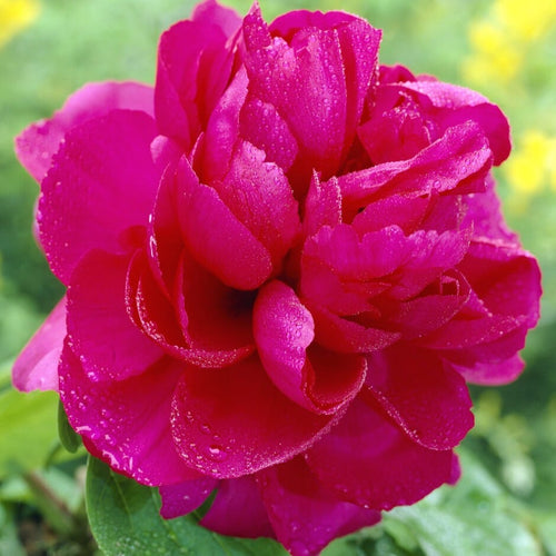 Tree Peony 'Wu Long Peng Sheng' Perennial Bedding