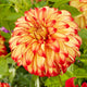 Dahlia Lady Darlene Perennial Bedding