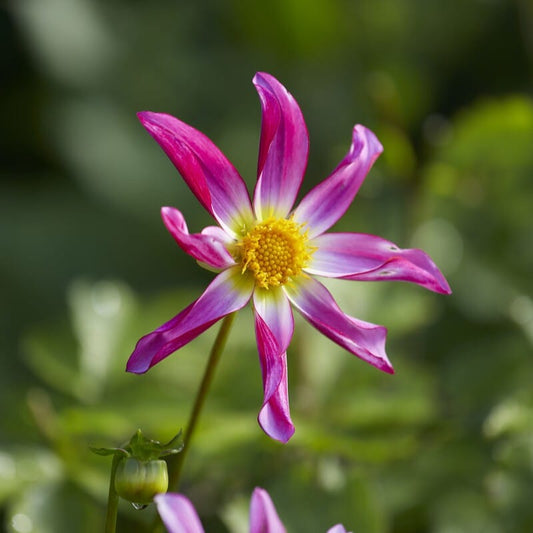 Dahlia 'Honka Pink' Perennial Bedding
