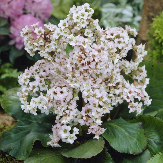 Bergenia 'Bressingham White' Perennial Bedding