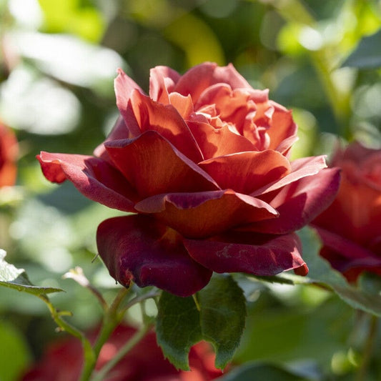 'Hot Chocolate' Bush Rose Shrubs