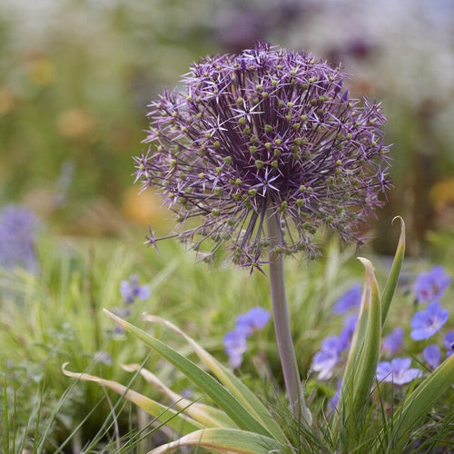 Allium cristophii Perennial Bedding