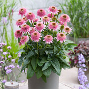 Echinacea 'Butterfly Kisses'