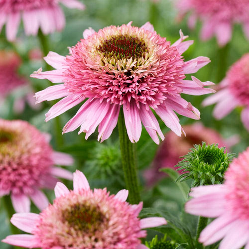 Echinacea 'Butterfly Kisses'