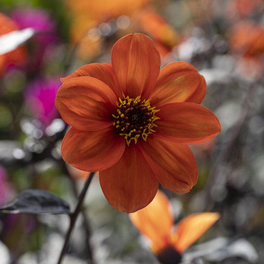 Dahlia 'Bishop of Oxford' Perennial Bedding